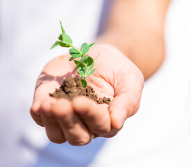 Hand holding a plant with soil close up