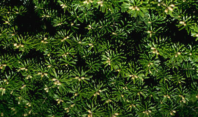 A fragment of a coniferous tree in the yard of the house