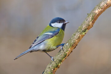Parus major aka Great tit perched on tree branch. Common bird in Czech republic nature. Isolated on blurred background.