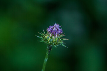 Majestic Scotch Thistle. A Burst of Bloom in Spring's Green Embrace, Purple flower , plant.