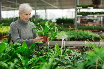 Senior European woman choosing plants in floral shop.