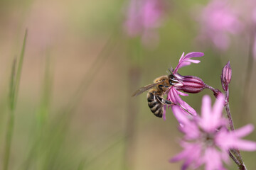 A small honeybee hangs on a pink blossom of a meadow flower. The bee is looking for pollen. The...