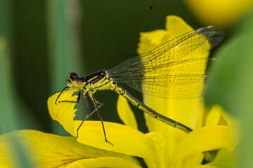 Red eye damselfly on an iris.