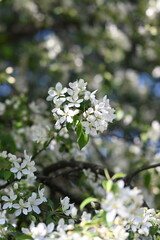 white flowers in the garden