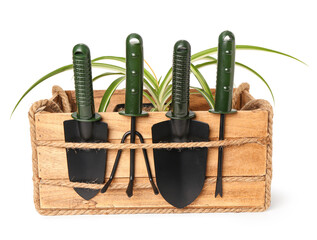 Plant in wooden box and gardening tools on white background