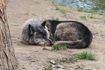 Fototapeta premium photograph of a wolf resting in nature