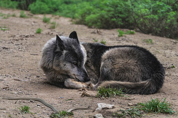photograph of a wolf resting in nature