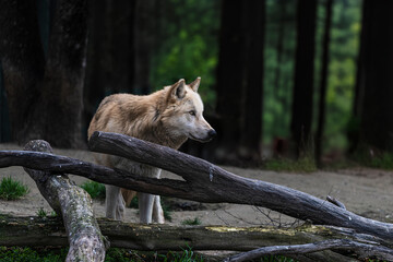 photograph of a wolf resting in nature