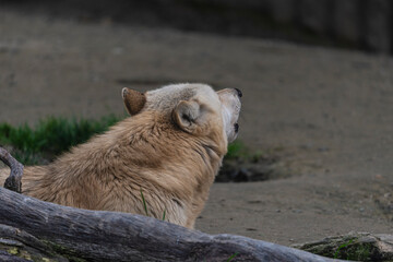 photograph of a wolf in nature