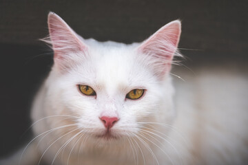 Portrait of a white cat with yellow eyes.