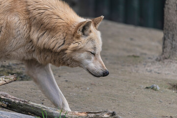 Fototapeta premium photograph of a wolf in nature