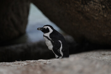 Obraz premium Penguins at Boulders Beach South Africa