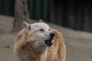 Fototapeta premium photograph of a wolf in nature