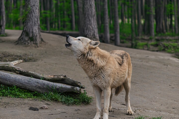 Fototapeta premium photograph of a wolf resting in nature