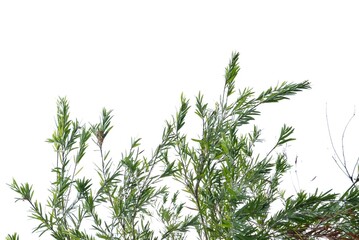 A tree with leaves branches and sunlight, on white isolated background for green foliage backdrop 