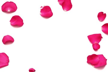 Blurry a group of sweet pink rose corollas with droplets on white isolated background with copy...