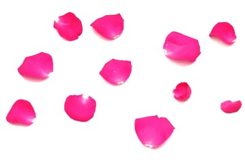 Fototapeta premium Blurry a group of sweet pink rose corollas with droplets on white isolated background with copy space