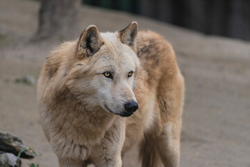 Obraz premium photograph of a wolf in nature