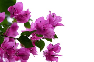 A bouquet of sweet pink Bougainvillea  flower blossom with green leaves on white isolated background