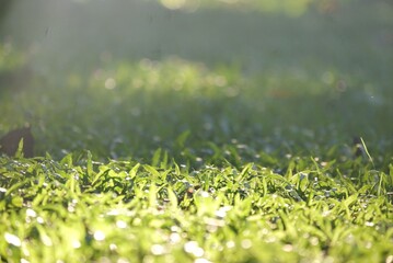 In selective focus a green grass field with sunlight in a park area