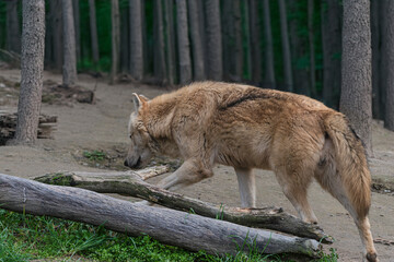 photograph of a wolf resting in nature