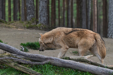 photograph of a wolf resting in nature