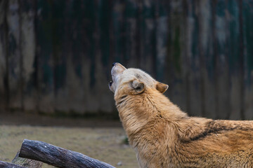 photograph of a wolf in nature