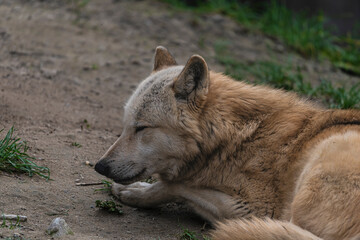 photograph of a wolf in nature