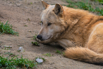 photograph of a wolf resting in nature