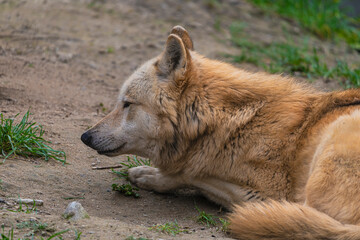 photograph of a wolf resting in nature