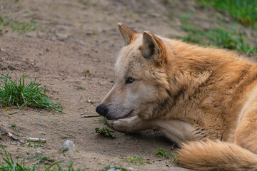 Obraz premium photograph of a wolf resting in nature