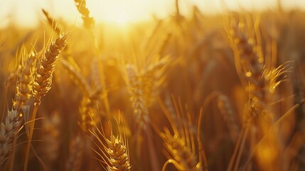 close up of wheat exposed to sunlight in a wheat field