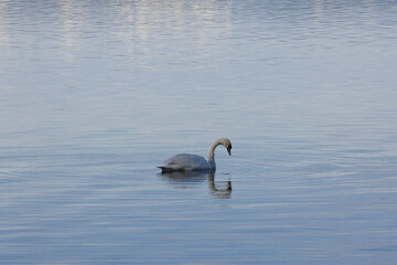 white swan swimming on lake