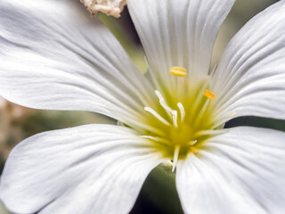 Silver white flower in blossom