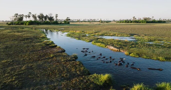 Aerial panning.  Pod of Hippopotamus in a drying up river in the Okavango Delta. Red Lechwe on river bank. Drought. Climate change, Climate Emergency