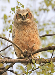 Great-horned Owl baby perched on a tree branch in the forest, Quebec, Canada