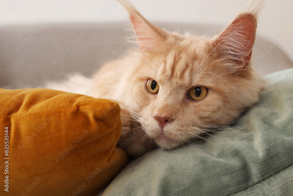 Sticker cute beige maine coon cat lying on pillows at home