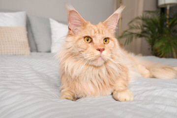 Cute beige Maine Coon cat lying on bed at home, closeup