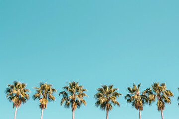 Palm trees with an aqua blue sky background