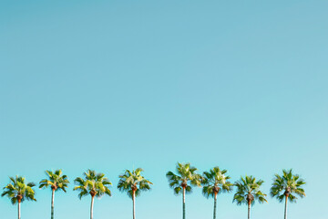 Tall trees with thin trunks and sparse canopies standing under a clear blue sky in a calm setting
