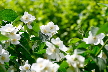 Close-up of white jasmine flowers in full bloom with lush green leaves, showcasing their delicate beauty and natural elegance.
