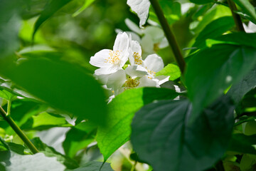 Close-up of white jasmine flowers in full bloom with lush green leaves, showcasing their delicate beauty and natural elegance.

