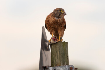 Langebaan West Coast South Africa. 20.04.2024.  Rock Kestrel eating a. mouse along the west coast at Langebaan Southern African.