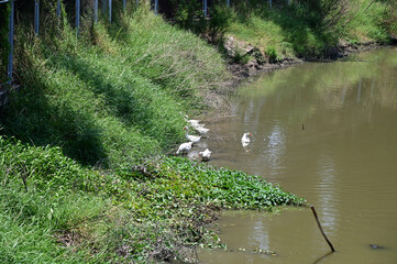 Closeup of White duck is bathing in the canal with natural background at Thailand.