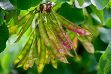Honey locust tree branches with vibrant seed pods and lush green leaves, highlighting the beauty of nature and plant diversity. 