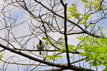 A bird perched on a tree branch with fresh green leaves, set against a blue sky, capturing a serene moment in nature.
