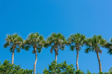 Obraz premium Tall palm trees lined up under a bright blue clear sky