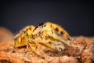 Hyllus diardi female jumping spider family Salticidae, jump spider. Hyllus diardi spiders, animal arachnid group of spiders that constitute the family jumping web spider.