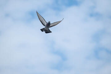 The bird that flies in the sky. Rock Dove, Columba livia.