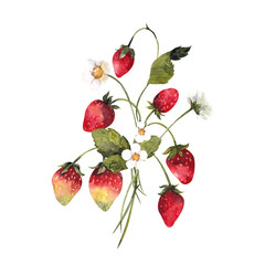 Bouquet with watercolor hand draw summer garden flowers and berries, strawberry, raspberry, currant, cherry, isolated on transparent background